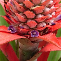 Ananas comosus (L.) Merr.